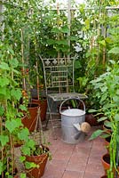 Greenhouse interior with vintage watering can and wrought iron seat amongst tomato, pepper and cucumber plants in pots