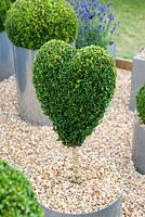 Heart shaped topiary in a metal circular container