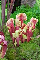 Sarracenia hybrid pitcher plant