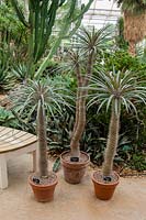 Pachypodium geayi in containers, Wisley glasshouse