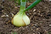 Allium 'Stuttgarter Giant', Onion