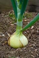 Stuttgarter Giant, Onion