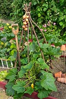 Summer garden with winter squash foliage and onions drying on hazel wigwam