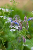 Coriander, seeding and in flower with Borage