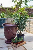 Plants include Nerium oleander and Calibrachoa 'Double Dark Red' Mini Famous series. 