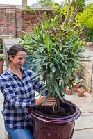 Planting Nerium oleander in the centre of the pot