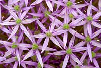 Allium 'Round 'n purple'