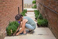 Woman planting Buxus sempervirens in passageway borders. 