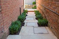 Passageway planted with newly planted Buxus sempervirens in borders. 