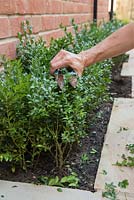 Clipping Buxus sempervirens. 