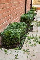 Clipped Buxus sempervirens. 