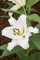 Lilium Avventura - Oriental Lily