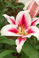 Lilium 'Blueberry Crush' - Oriental Trumpet Hybrid Lily