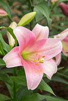 Lilium 'Dancing lady' - Longiflorum Oriental Lily