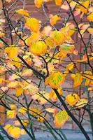 Autumnal foliage of Hamamelis