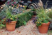 Pair of autumn pots with grasses, calibrachoa, buxus hedge, dahlias, Ricinus communis and gravel path