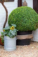 Recycled containers, bin with sunflowers, rope around black plastic pot, buxus topiary sphere