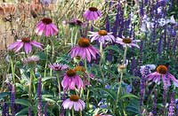 Echinacea purpurea -  Maggie's Forest Garden 