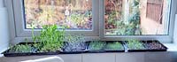 Microgreens on your windowsill: garland chrysanthemum, peas, cabbage, mustard, water cress, garland chrysanthemum and chard.