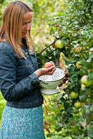 Woman harvesting apples.