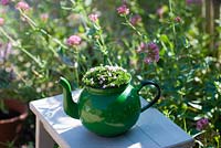 Vintage enamel teapot as a container with alpine Silene acaulis 'Mount Snowdon'
