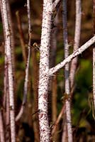 Rubus thibetanus - The ghost bramble