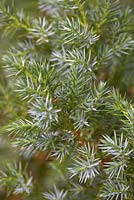 Juniperus squamata 'Hunnetorp'