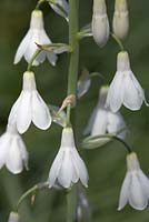 Galtonia candicans (Hyacinthaceae) 