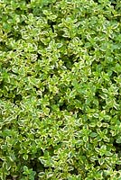 Thymus x citriodorus variegatus 