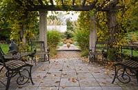 Wooden garden chairs and fallen leaves on flagstones underneath a wood and concrete pergola covered with a Kiwi ornemental 'Arctic Beauty' climbing vine, Actinidia kolomikta 'Arctic Beauty' in backyard garden in autumn. Il Etait Une Fois garden, Monteregie, Quebec, Canada. 