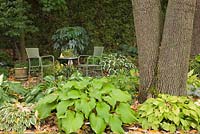 Hosta 'Little Wonder', 'Templar Gold' and 'Brichwood Parly's Gold' - plaintain lily plants next to large tree trunks in a back garden in autumn. Green wicker chairs and a table in the background.