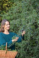 Woman foraging Sloe berries from a hedgerow. 