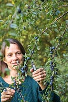 Woman foraging Sloe berries from a hedgerow.