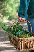 Woman carrying basket of foraged fruits. Hawthorn and Rose hips. 
