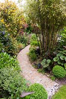 Natural stone cobble setts make a curved path which leads the eye on, framed by Buxus sempervirens spheres. Planting is Phyllostachys nigra - Black Bamboo, Ligulara 'Desdemona' with large dramatic foliage, Skimmia and Hebe line the path