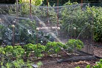 Ripbor kale growing under protective butterfly netting supported by rusty steel hoops in a kitchen garden in September