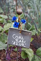 Slate plant label, Cohl Rabi 'Azur' with rusted iron support and blue painted flowers