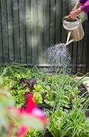 Watering vegetables within a square foot gardening border