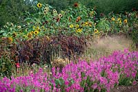 Rows of seasonal flowers and grasses are grown north to south for maximum sunlight