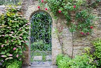 Courtyard garden with clipped Box hedge, Actinidia kolomikta, flowering Red and Pink climbing Rose, Astrantia 'Roma' and an ornamental arched wrought iron metal gate in Summer