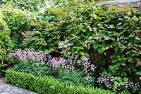 Courtyard garden with clipped Box hedge, flowering Astrantia 'Roma' (PBR), Actinidia kolomikta climbing over a stone wall, in Summer
