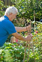 Man uses bamboo sticks to make a support for cucumber in vegetable garden.