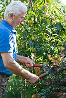 Man clipping barberry with hand shears in late summer.