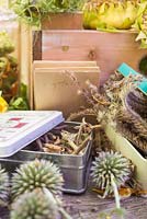 A selection of flower seed heads and seeds stored in vintage containers. Including Phacelia, Phlomis, Echinops