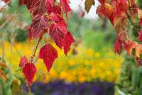 Acer capillipes - Red snake bark maple leaves in autumn - Septemebr - Surrey