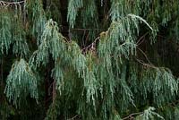 Juniperus cedrus - Canary Islands Juniper tree with seed cones - August - Gloucestershire