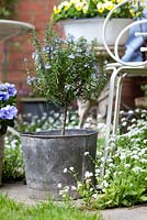 Rosemary tree in a galvanised container