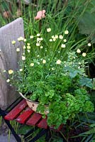 Herbs growing in an enamel bowl - Parsley, Thyme, Sweet Woodruff, strawberries and Chrysanthemum segetum
