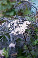 Sambucus nigra Black Lace Elderflower