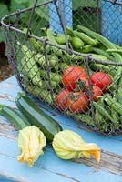 Wire trug with freshly harvested summer vegetables, peas 'kelvedon wonder', broad beans 'Greeny', runner beans, courgettes and various tomato varieties.
